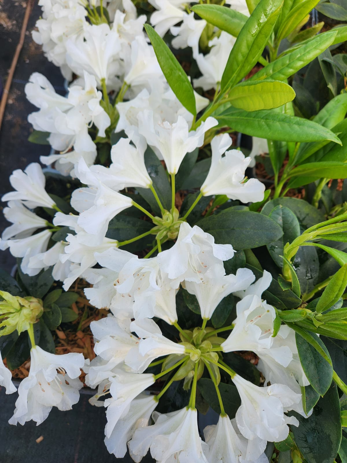 80d311c01978a5d59684413d1dd463e0