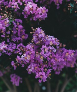 ebbc066c93ad495c7764acc72559b8ef