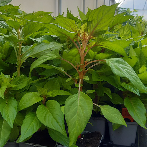 30351fdd9e38c058eca4d658c8cc29ff