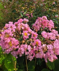 e1733509d351df0e3b3cc5cc754b6ec5