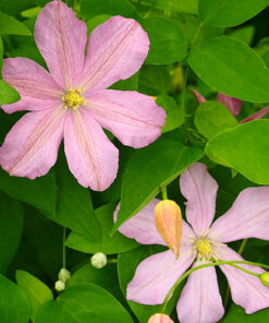 5953b95bb990d0230bd74d256f4b2ad1