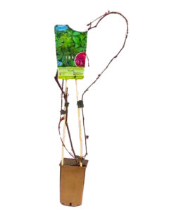 2cd6df32af05d6d39d5483d35f89f8bd