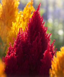 0e0ce9307cfadddcd779045db103e351