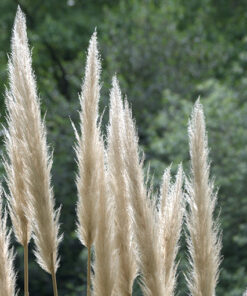 1acbec2be9ad1e34bcada5f8c35bd6d5