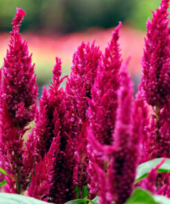 962dcf1c7ca4b66b9b585b5e51d44cda