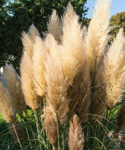 d78e1937068999a9d1ffd61340ca50e7