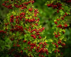 0c845fc8c6657780697f0c1d633c47c4