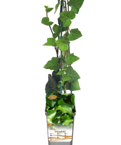 695a7ad2d0e756c40d43b812f280d9e9