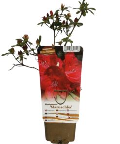 a45507e436ceca4dd0dff1a52e8a672e