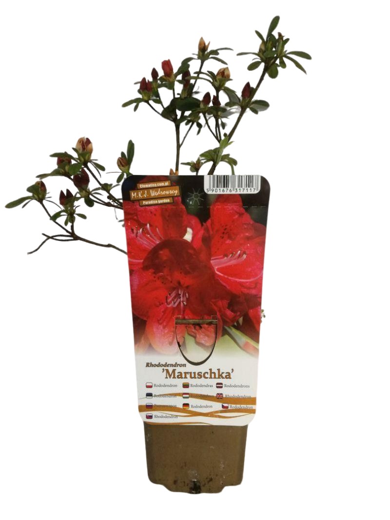 a45507e436ceca4dd0dff1a52e8a672e