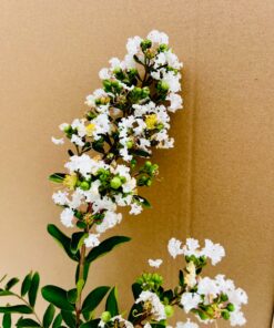 69e137892eccb7e7c714a3ea57f59343