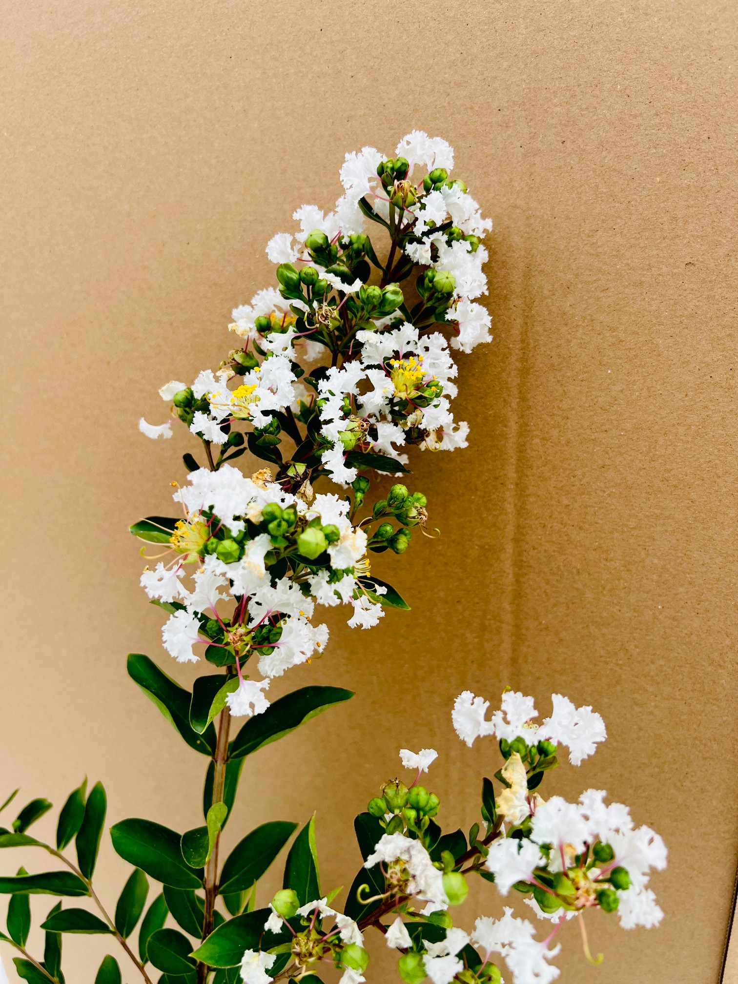 69e137892eccb7e7c714a3ea57f59343