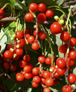 4778469887f783a8d17ac87bdc6715a7