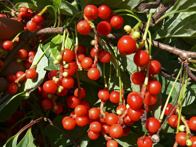 4778469887f783a8d17ac87bdc6715a7