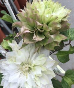 c30a0ca45b2b163adc0480e04e40312a