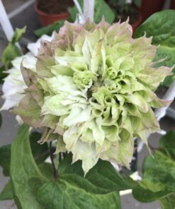 a48a8bfbe0564f4f93ec70a8ea381f9d