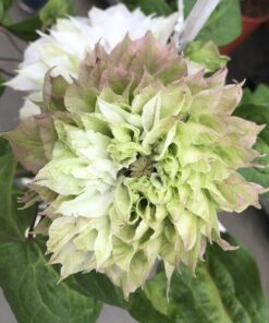 5aa1f5cb2d4ca34cdf07b28df4c2d542