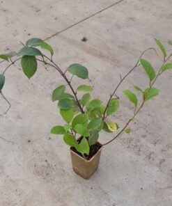 a1324834e6fdbb9d618fddc55211f12e