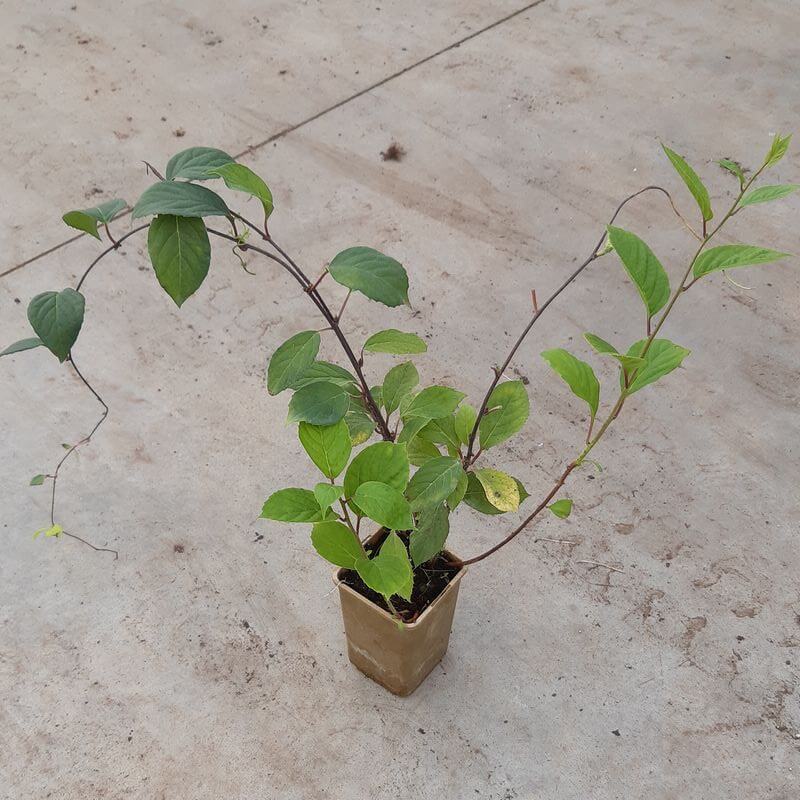 a1324834e6fdbb9d618fddc55211f12e