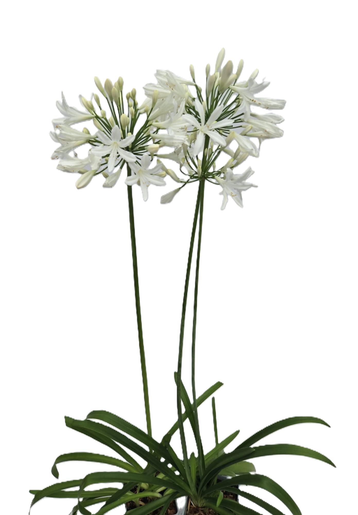 99163392073b19de81586b890ea3e720