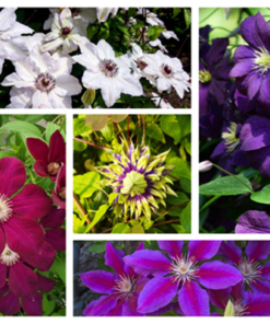 d58e28f09d3c83bc89ccf37aa3eaf12c