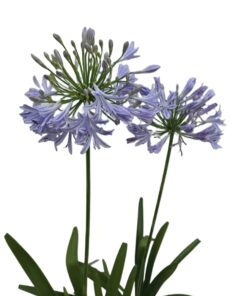 b800bf2f6e1c59858f00cdb4500d40d1