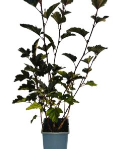 8f363a4cada0eb19d3e1f2a5ec6deae6