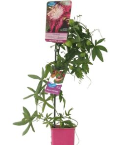 238ee67f0c01c09109c80bf2b943e537