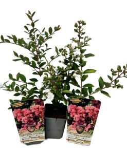 4faeab2cd0a287ceafe605153994e19d