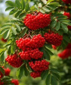 baa51bc35030b0df8a53a034f423c339