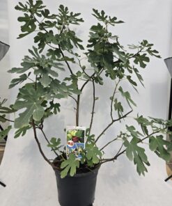 9a6785d4691bad527f949403a4810a5b