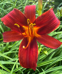 9ac251a5e6f3c1379dd519a715b1f8a4