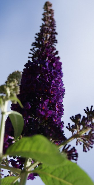 aed664581f00881c65b225712b26d1f8