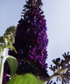 aed664581f00881c65b225712b26d1f8