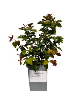 b97e7d79e50b670db569a8f4a315208b