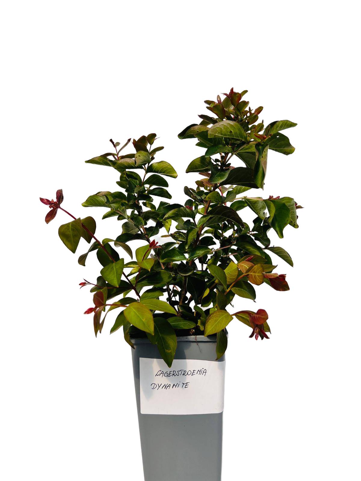 b97e7d79e50b670db569a8f4a315208b