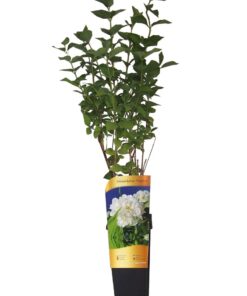 71598e3b30d45abf89e12e54148254bb