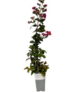 903689648d28e063b382bf91ccd0df0b