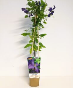 5ae362a46950c85122cd768c0eee8e50