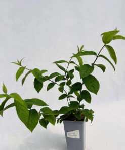 9499c03f8296b06a95b72ae72924c754