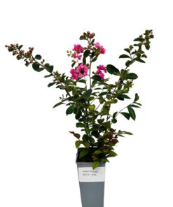 166ba775e988cd1465ef9c7b1d76baa8