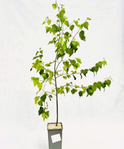 a92f0dc5bdbba8faf83db896750e3098