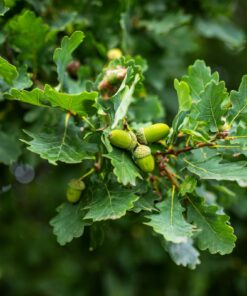 951e54a94104d92801d9261e9dd5e3d5