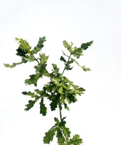 981374a341672776ff7dd86a93cf2254