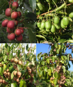 4f1a4e7e05ef20e6c082156bd519fe30