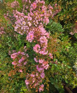 51c3977b7b358ac54a2768b560ac3662