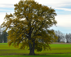 cf52fe448f654871ea01eb1e45e85df0