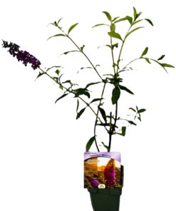 8c68d579e1e83fb26829c23a40e72b63