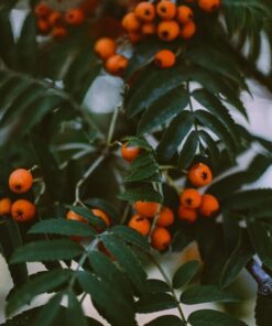 3af8ec0dbe822fd196e02e2c35b3a32b