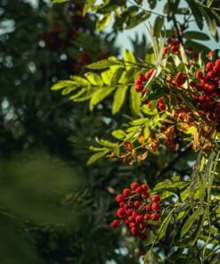 be2e183b187b1a768e2ca31ddc303759